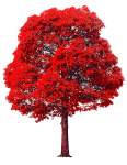 RED tree